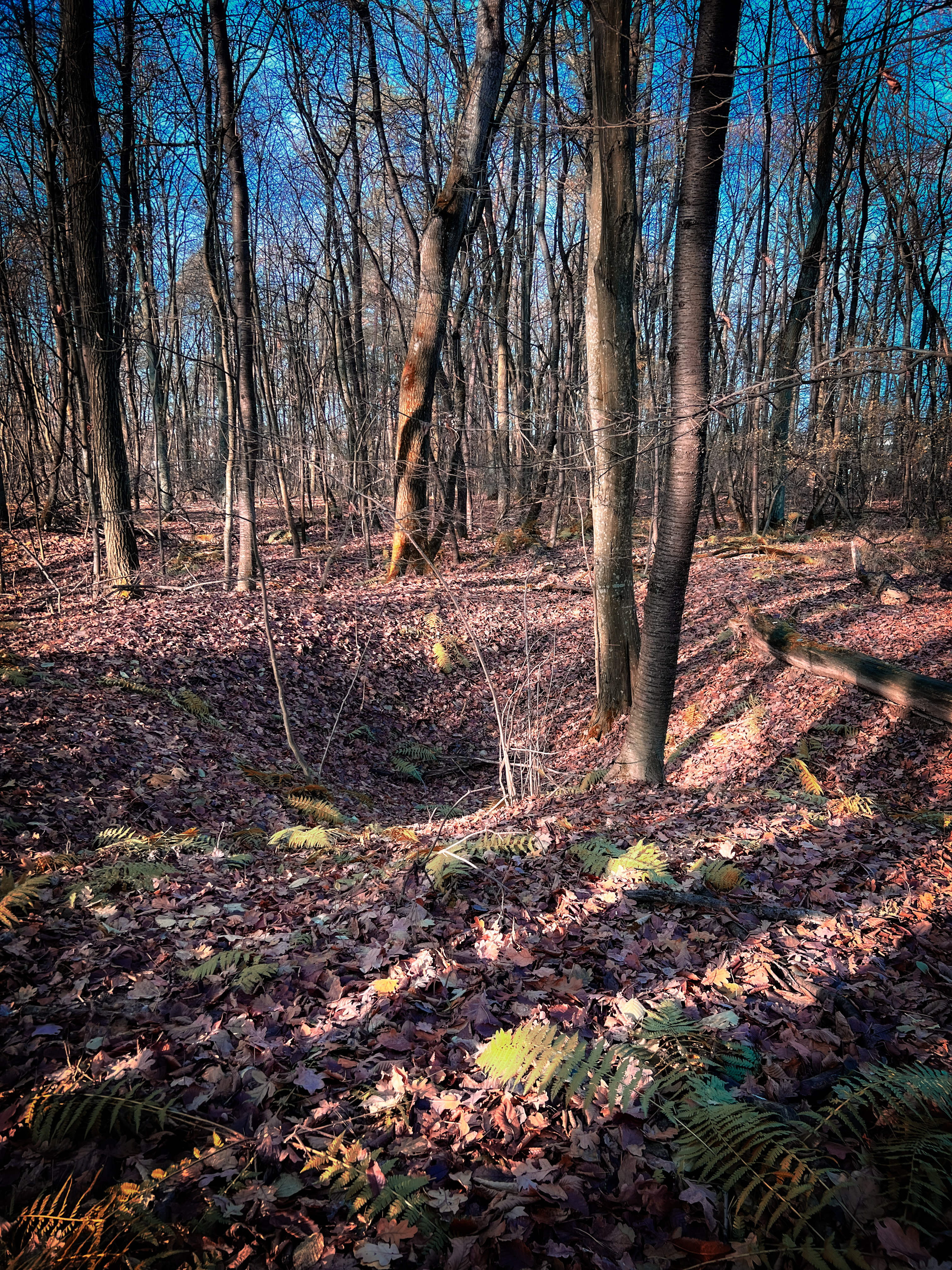 Image for DAY 3 November 25: Krępiec and Lublin Jennifer, Jenai, Nerissa, Lisa